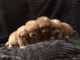Maltipoo Puppies for sale in Colorado Springs, CO 80903, USA. price: NA