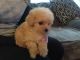 Maltipoo Puppies for sale in Colorado Springs, CO 80903, USA. price: NA
