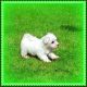 Maltipoo Puppies for sale in Pottstown, PA 19464, USA. price: NA