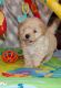 Maltipoo Puppies for sale in Panama City Beach, FL, USA. price: NA