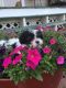 Maltipoo Puppies for sale in Norwood, NC 28128, USA. price: $1,000