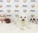 Maltipoo Puppies for sale in Temple City, CA, USA. price: NA