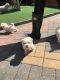 Maltipoo Puppies for sale in Pottstown, PA 19464, USA. price: NA