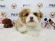 Maltipoo Puppies for sale in Temple City, CA 91780, USA. price: NA