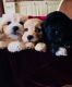 Maltipoo Puppies for sale in Charleston, SC, USA. price: $400