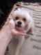 Maltipoo Puppies for sale in Downey, CA, USA. price: NA