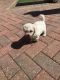 Maltipoo Puppies for sale in Charleston, SC, USA. price: $400
