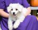 Maltipoo Puppies for sale in Minneapolis, MN, USA. price: NA