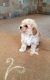Maltipoo Puppies for sale in Jersey City, NJ, USA. price: NA