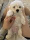 Maltipoo Puppies for sale in Palm Harbor, FL, USA. price: $800