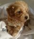 Maltipoo Puppies for sale in Colorado Springs, CO, USA. price: NA