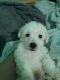 Maltipoo Puppies for sale in Matthews, NC, USA. price: NA