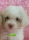 Maltipoo Puppies for sale in Lansing, MI, USA. price: NA