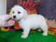 Maltipoo Puppies for sale in Hammond, IN, USA. price: NA