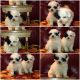 Maltipoo Puppies for sale in Oak Park, IL, USA. price: $700
