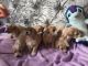 Maltipoo Puppies for sale in Ohio Dr, Plano, TX, USA. price: $750