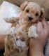 Maltipoo Puppies for sale in Pittsburgh, PA, USA. price: $400