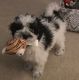 Maltipoo Puppies for sale in Paw Paw, MI 49079, USA. price: NA