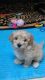 Maltipoo Puppies for sale in Sioux Falls, SD, USA. price: $500