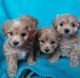 Maltipoo Puppies for sale in Pittsburgh, PA, USA. price: $700