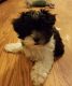 Maltipoo Puppies for sale in Harmony, NC 28634, USA. price: NA