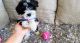 Maltipoo Puppies for sale in Thousand Oaks, CA, USA. price: NA