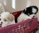 Maltipoo Puppies for sale in Minneapolis, MN, USA. price: $1,600