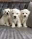 Maltipoo Puppies for sale in Fresno, CA, USA. price: NA