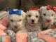 Maltipoo Puppies for sale in Rialto, CA, USA. price: NA
