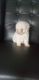 Maltipoo Puppies for sale in Manor, TX 78653, USA. price: NA