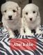 Maltipoo Puppies for sale in Oldtown, ID 83822, USA. price: NA