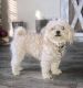 Maltipoo Puppies for sale in Fate, TX, USA. price: NA
