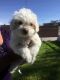 Maltipoo Puppies for sale in North Las Vegas, NV 89032, USA. price: NA