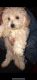Maltipoo Puppies for sale in Norristown, PA, USA. price: NA