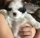 Maltipoo Puppies for sale in Feasterville-Trevose, PA 19053, USA. price: NA