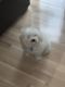 Maltipoo Puppies for sale in Huntington, NY, USA. price: $1,800