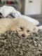Maltipoo Puppies for sale in San Diego, CA 92115, USA. price: NA