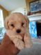 Maltipoo Puppies for sale in Imlay City, MI 48444, USA. price: $800