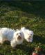 Maltipoo Puppies for sale in 3103 US-17 BUS, Murrells Inlet, SC 29576, USA. price: NA