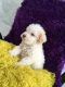 Maltipoo Puppies for sale in Compton, CA, USA. price: NA