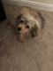 Maltipoo Puppies for sale in Gibsonton, FL, USA. price: $350