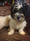 Maltipoo Puppies for sale in Smiths Station, AL, USA. price: NA