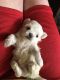 Maltipoo Puppies for sale in Lake Ariel, PA 18436, USA. price: NA