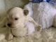 Maltipoo Puppies for sale in Morehead, KY 40351, USA. price: NA
