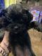 Maltipoo Puppies for sale in Granbury, TX, USA. price: NA