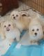 Maltipoo Puppies for sale in Bowman Ave, Bowman, SC 29018, USA. price: NA