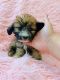 Maltipoo Puppies for sale in Vallejo, CA, USA. price: NA