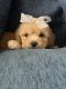 Maltipoo Puppies for sale in San Diego, TX 78384, USA. price: NA