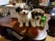 Maltipoo Puppies for sale in Upper Marlboro, MD 20772, USA. price: NA