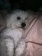 Maltipoo Puppies for sale in 17 Charleston Park Dr, Houston, TX 77025, USA. price: NA